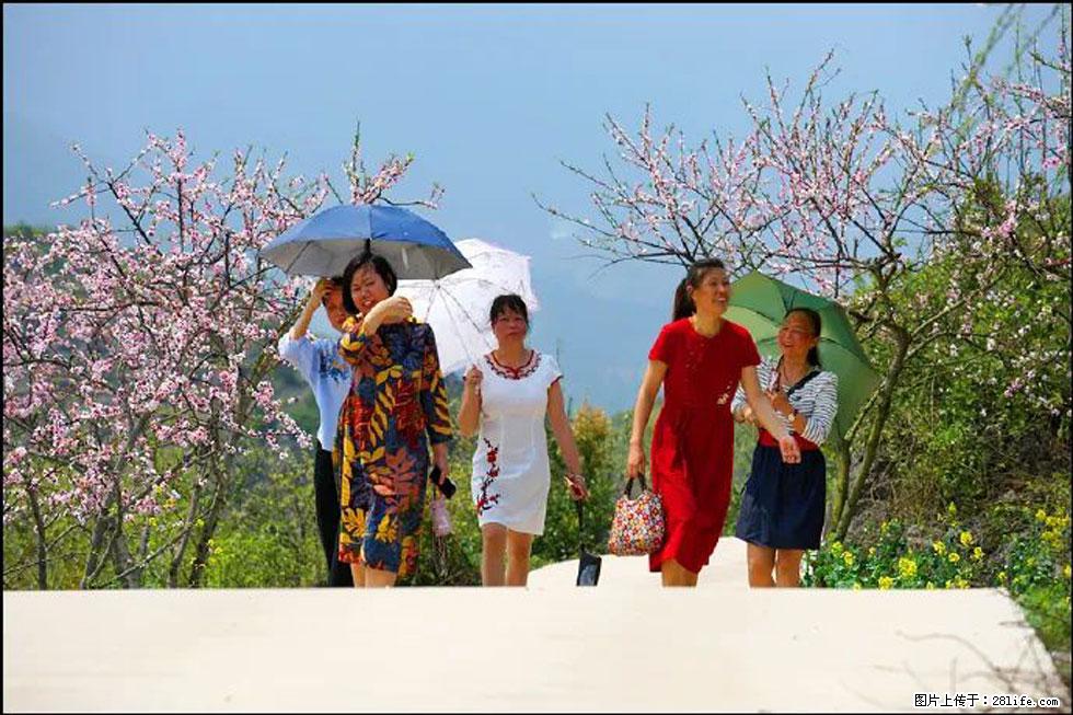 【春天，广西桂林灌阳县向您发出邀请！】望月岭上桃花开 - 游山玩水 - 哈尔滨生活社区 - 哈尔滨28生活网 hrb.28life.com