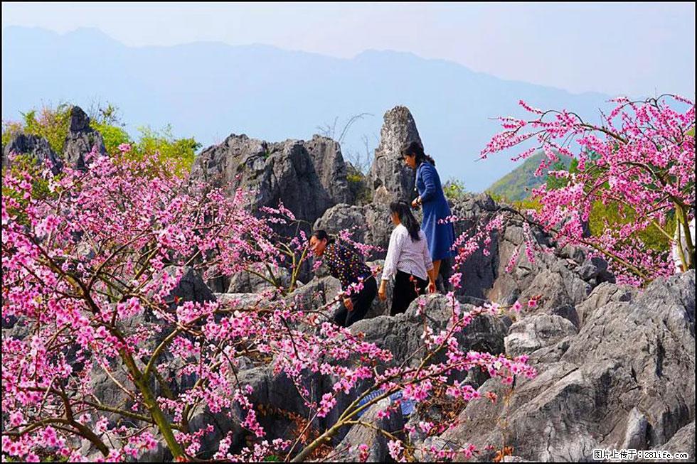 【春天，广西桂林灌阳县向您发出邀请！】望月岭上桃花开 - 游山玩水 - 哈尔滨生活社区 - 哈尔滨28生活网 hrb.28life.com