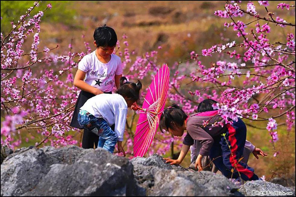【春天，广西桂林灌阳县向您发出邀请！】望月岭上桃花开 - 游山玩水 - 哈尔滨生活社区 - 哈尔滨28生活网 hrb.28life.com