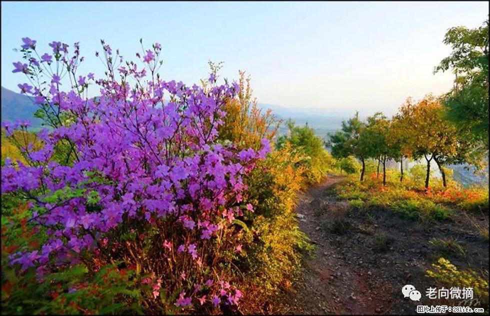 【春天，广西桂林灌阳县向您发出邀请！】登麒麟山，相约映山红 - 游山玩水 - 哈尔滨生活社区 - 哈尔滨28生活网 hrb.28life.com