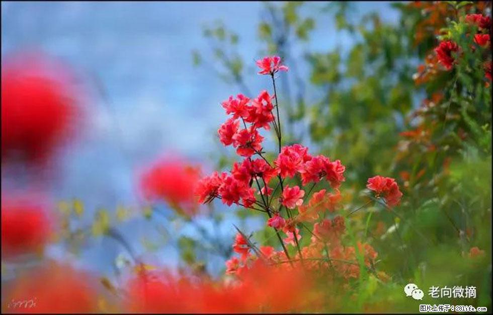 【春天，广西桂林灌阳县向您发出邀请！】登麒麟山，相约映山红 - 游山玩水 - 哈尔滨生活社区 - 哈尔滨28生活网 hrb.28life.com