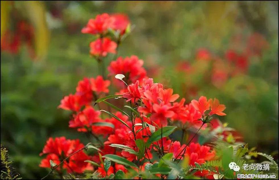 【春天，广西桂林灌阳县向您发出邀请！】登麒麟山，相约映山红 - 游山玩水 - 哈尔滨生活社区 - 哈尔滨28生活网 hrb.28life.com