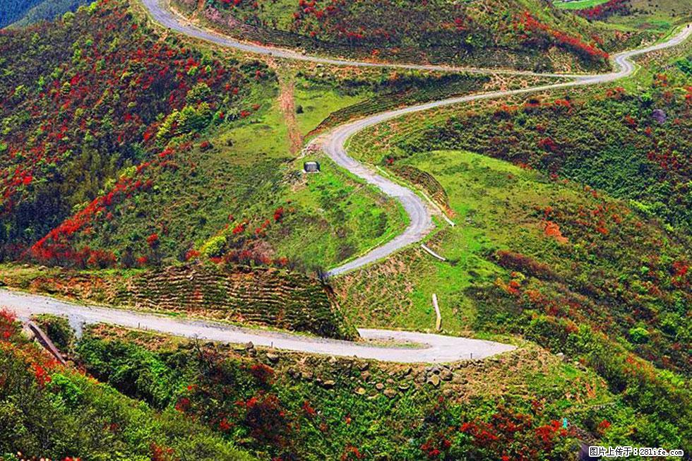 【春天，广西桂林灌阳县向您发出邀请！】春木界上映山红 - 游山玩水 - 哈尔滨生活社区 - 哈尔滨28生活网 hrb.28life.com