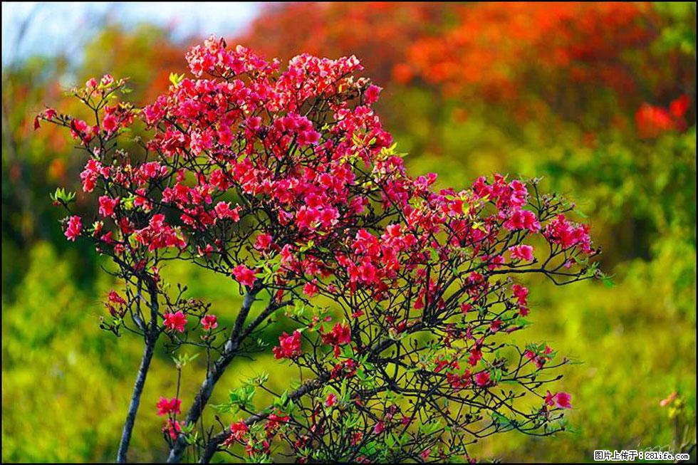 【春天，广西桂林灌阳县向您发出邀请！】春木界上映山红 - 游山玩水 - 哈尔滨生活社区 - 哈尔滨28生活网 hrb.28life.com