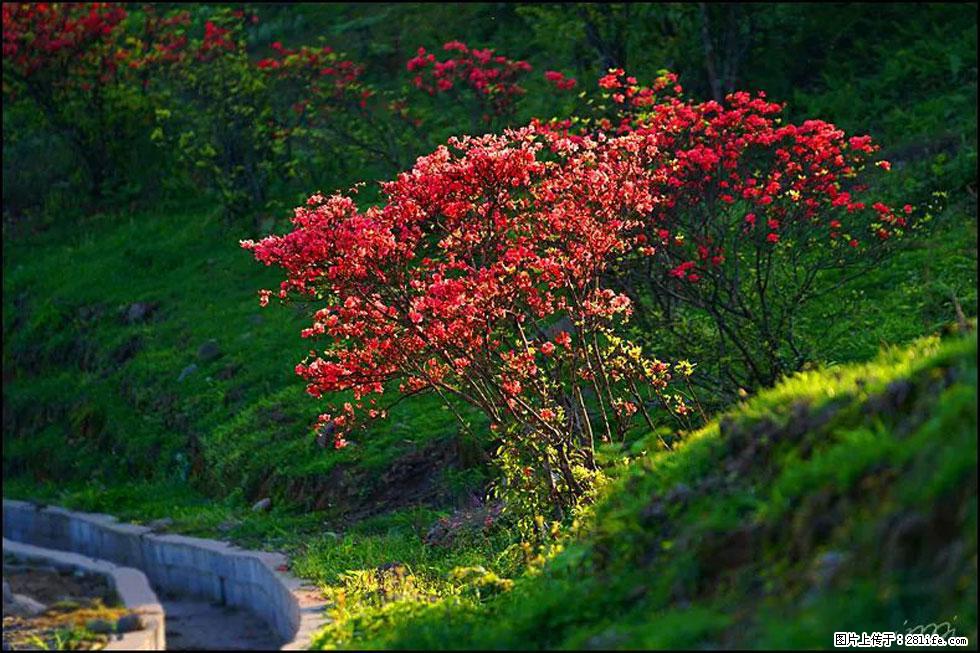 【春天，广西桂林灌阳县向您发出邀请！】春木界上映山红 - 游山玩水 - 哈尔滨生活社区 - 哈尔滨28生活网 hrb.28life.com
