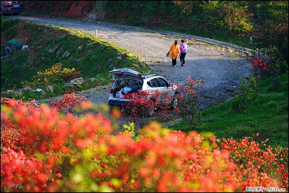 【春天，广西桂林灌阳县向您发出邀请！】春木界上映山红 - 游山玩水 - 哈尔滨生活社区 - 哈尔滨28生活网 hrb.28life.com