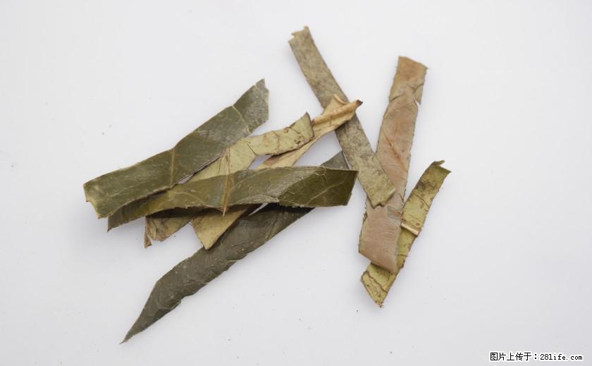 苦丁茶有哪些功效和作用 - 生活百科 - 哈尔滨生活社区 - 哈尔滨28生活网 hrb.28life.com