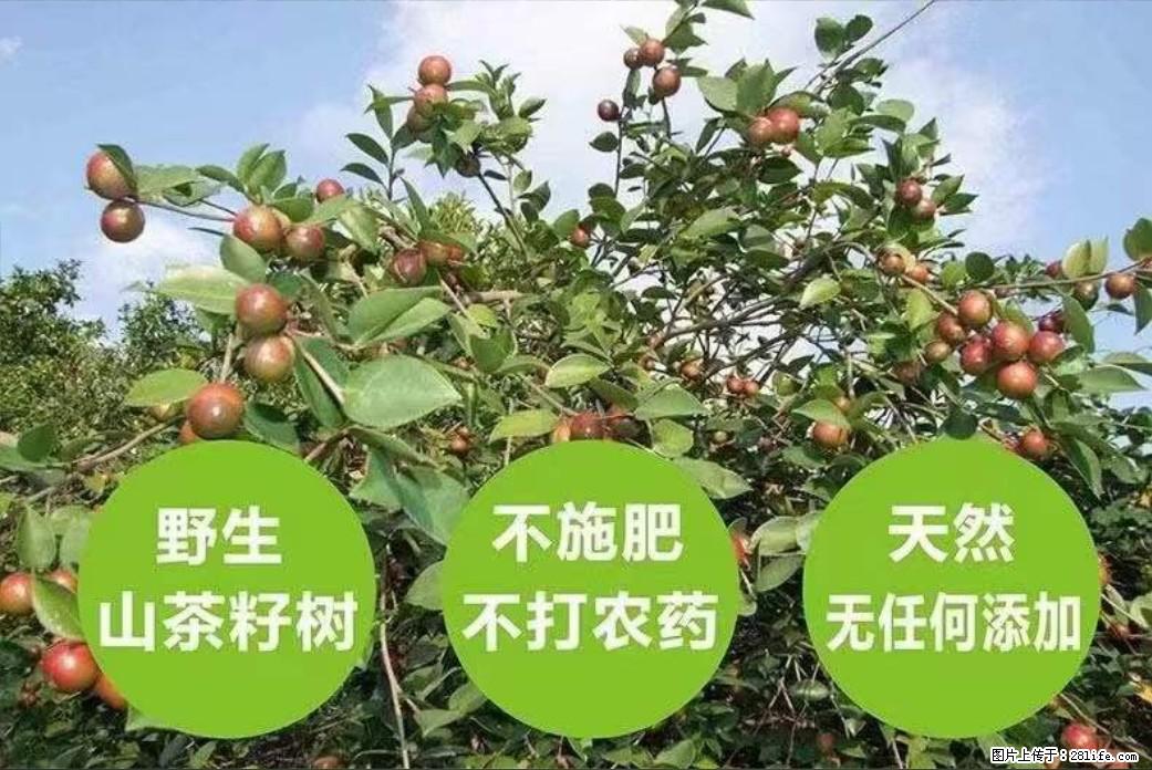 【灌阳县油茶产业示范区】一个有着充实的精神生活的人,对待身外之物自会有一种淡泊的态度 - 美食天地 - 哈尔滨生活社区 - 哈尔滨28生活网 hrb.28life.com