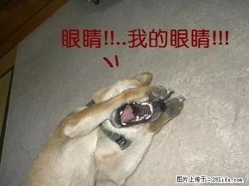 笑癫了！一女的怀孕三年未生，他终于忍不住了... - 娱乐八卦 - 哈尔滨生活社区 - 哈尔滨28生活网 hrb.28life.com