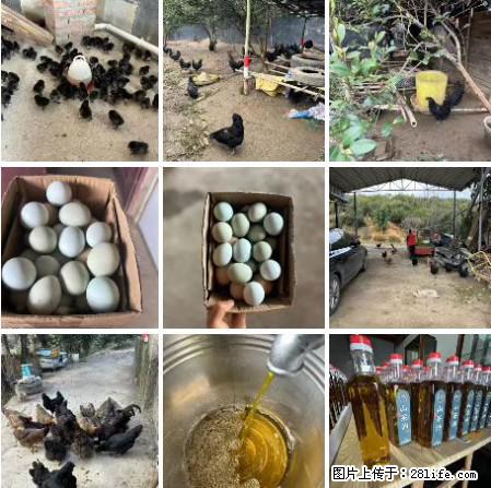 油茶园从小鸡仔开始养起的纯土鸡、土鸡蛋可以预定啦!还有前几天刚榨的纯山茶油哦 - 土特产 - 饮食特产 - 哈尔滨分类信息 - 哈尔滨28生活网 hrb.28life.com