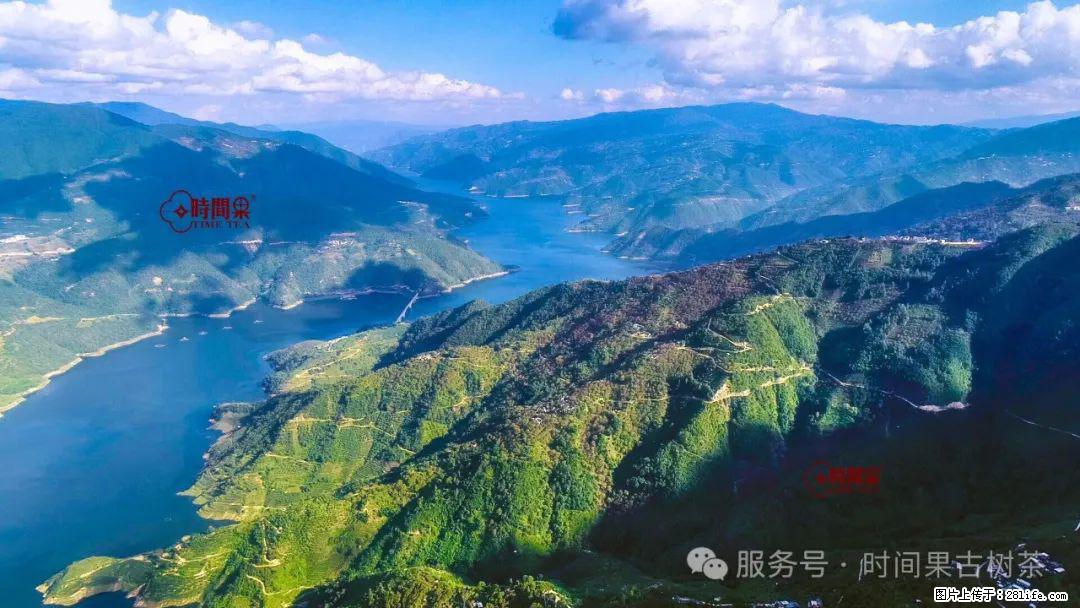 时间果百年古树龙珠普洱生茶 - 购物交流 - 哈尔滨生活社区 - 哈尔滨28生活网 hrb.28life.com