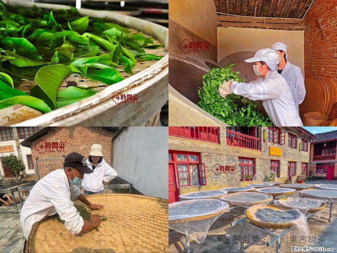 时间果百年古树龙珠普洱生茶 - 购物交流 - 哈尔滨生活社区 - 哈尔滨28生活网 hrb.28life.com