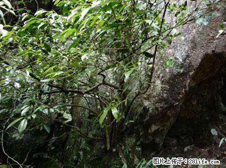 平乐石崖茶，珍贵仅次于金花茶 - 哈尔滨生活资讯 - 哈尔滨28生活网 hrb.28life.com