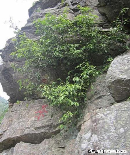平乐石崖茶，珍贵仅次于金花茶 - 哈尔滨生活资讯 - 哈尔滨28生活网 hrb.28life.com