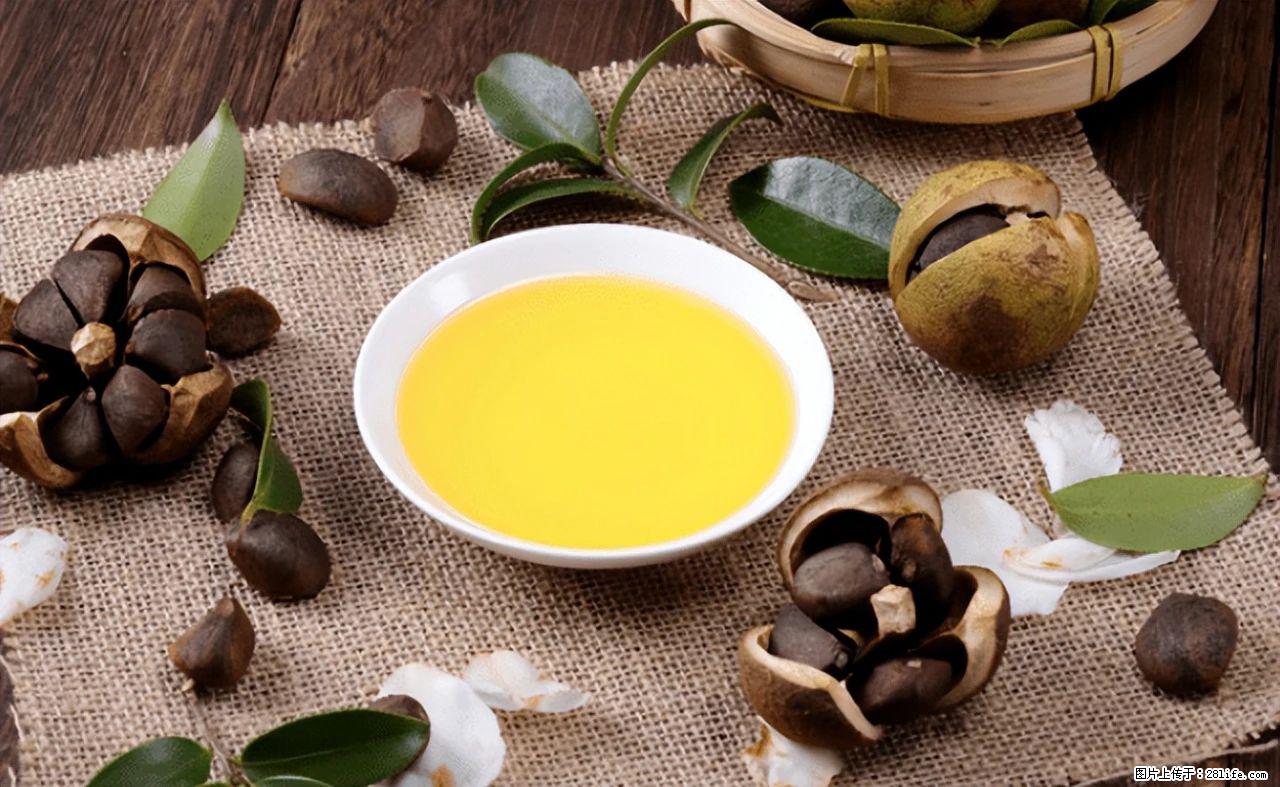 揭秘茶油的5大核心营养成分！被称为人体健康的“守护盾”！ - 哈尔滨生活资讯 - 哈尔滨28生活网 hrb.28life.com