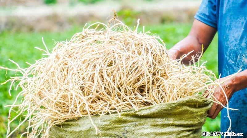 堪称“最难吃”的蔬菜,却是 “抗辐射神器”,还能护肺、清热、止咳化痰! - 哈尔滨生活资讯 - 哈尔滨28生活网 hrb.28life.com