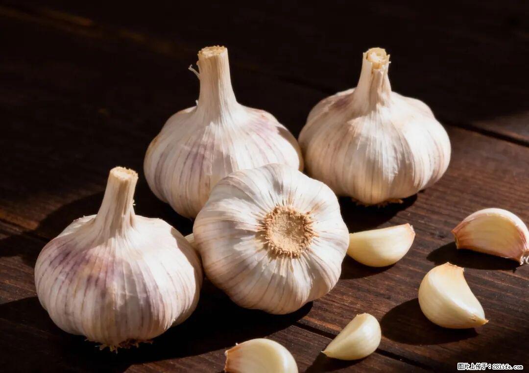 关于大蒜，除了“天然抗生素”，这4个谣言更该警惕! - 哈尔滨生活资讯 - 哈尔滨28生活网 hrb.28life.com