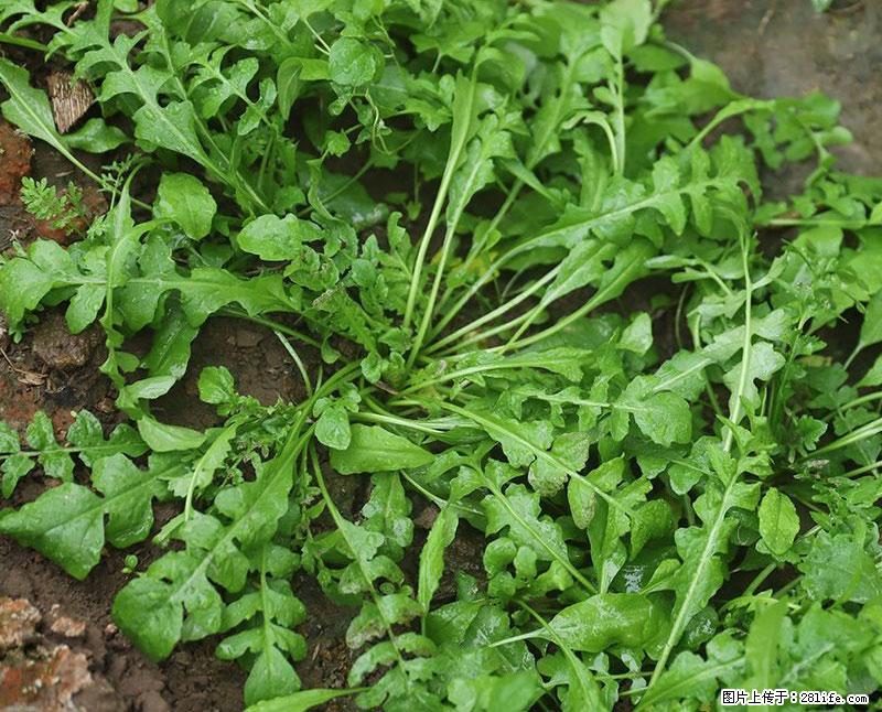 这些蔬菜是“天然钙片”，这6种被医生重点推荐 - 哈尔滨生活资讯 - 哈尔滨28生活网 hrb.28life.com