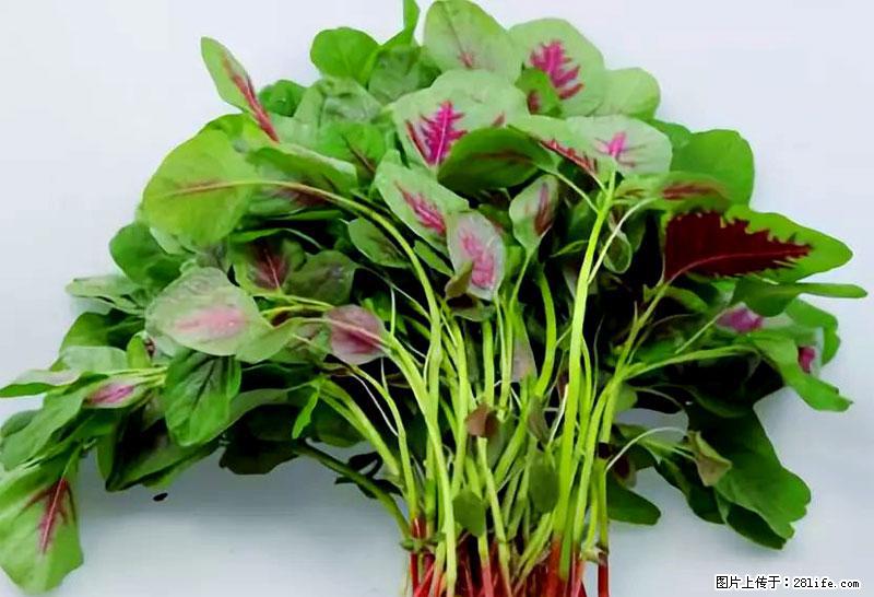 这些蔬菜是“天然钙片”，这6种被医生重点推荐 - 哈尔滨生活资讯 - 哈尔滨28生活网 hrb.28life.com