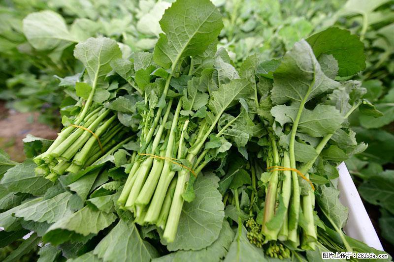 这些蔬菜是“天然钙片”，这6种被医生重点推荐 - 哈尔滨生活资讯 - 哈尔滨28生活网 hrb.28life.com